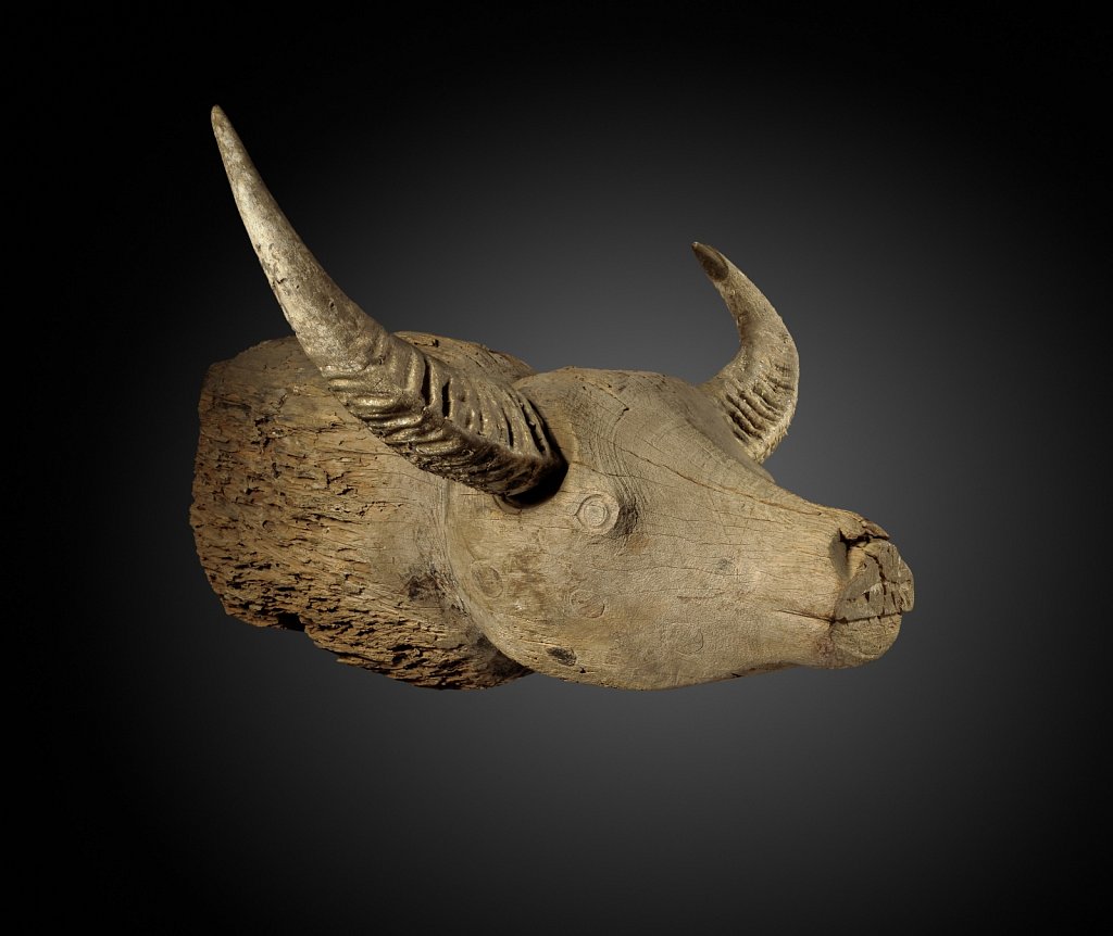Tête de buffle